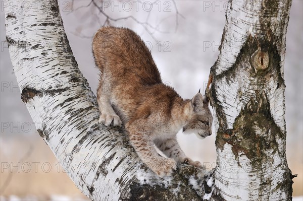 Eurasian lynx