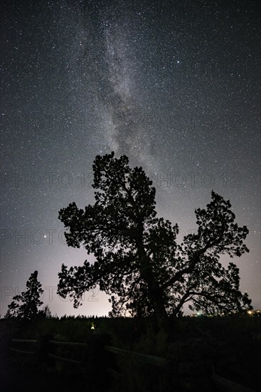 Silhouette of a tree against night sky