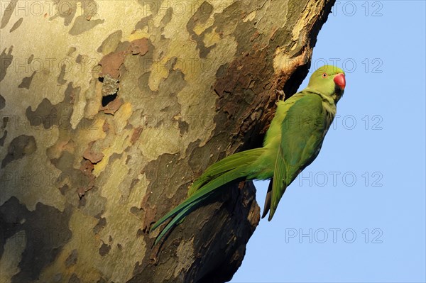 Rose-ringed parakeet