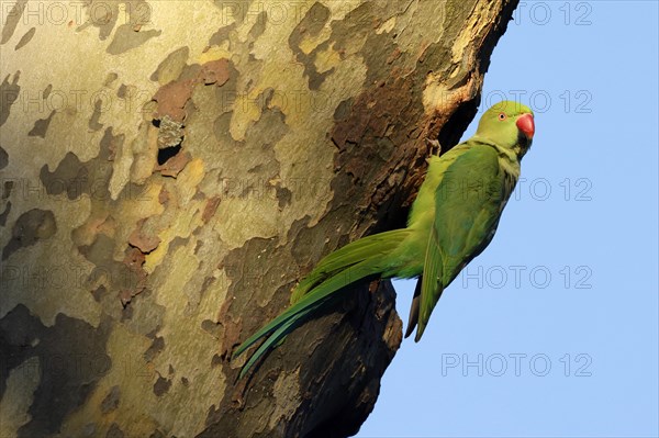 Rose-ringed parakeet