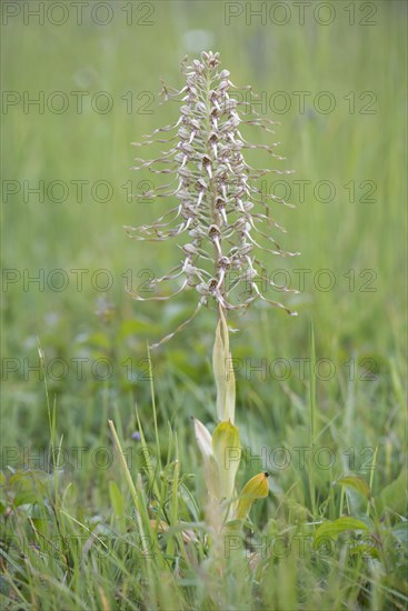 Lizard orchid