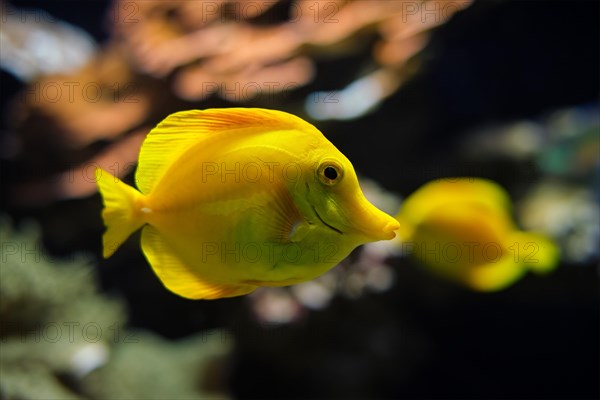 Yellow tang