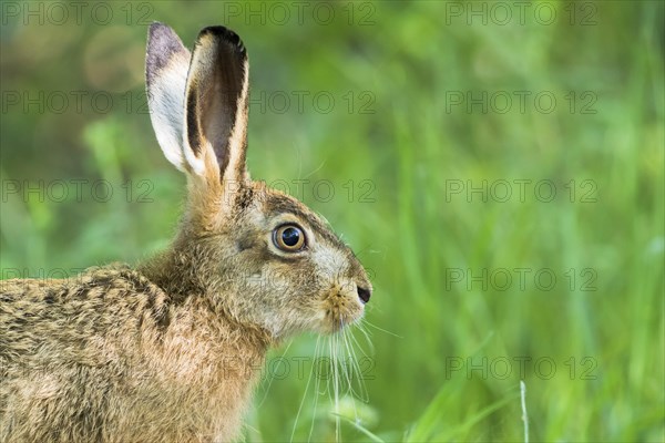 European hare