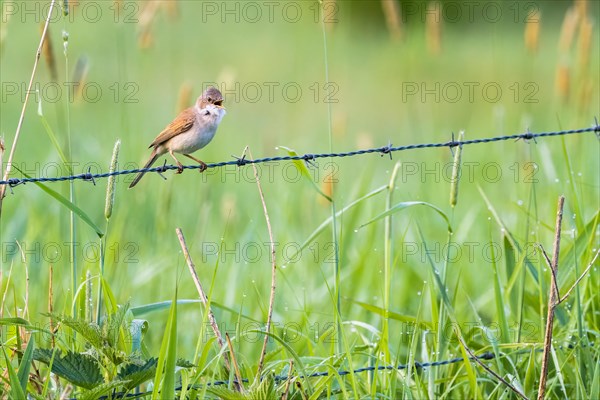 Whitethroat