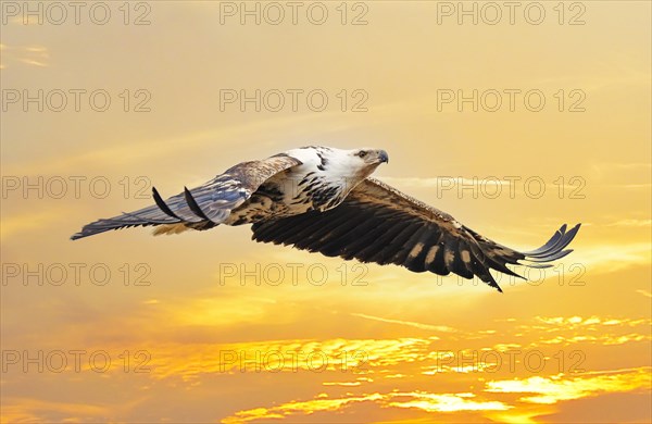 African fish eagle