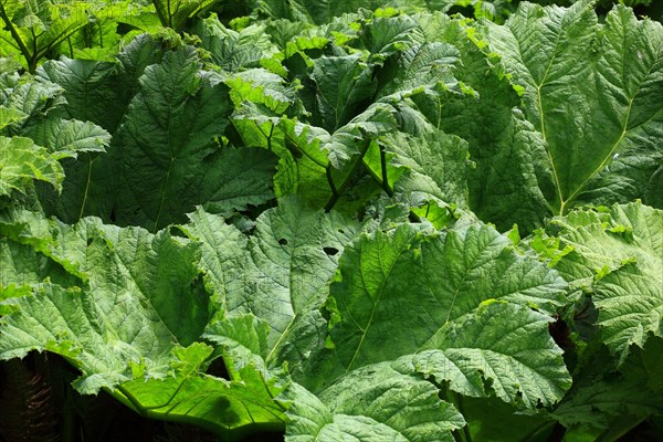 Gunnera