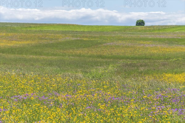 Nature reserve of Rotenbach meadows in High Black Forest. Friedenweiler