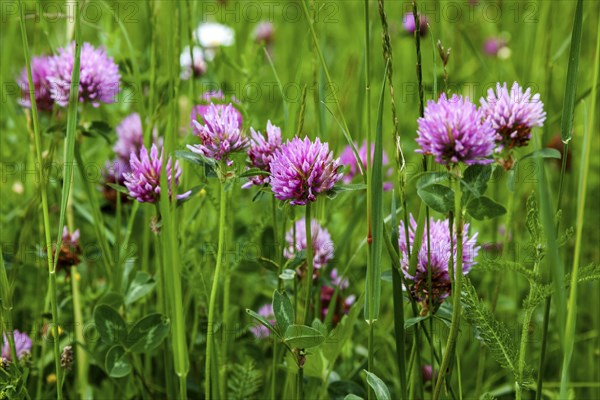 Red clover