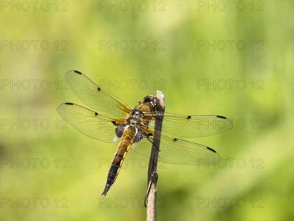 Four-spotted damselfly