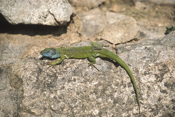 European green lizard