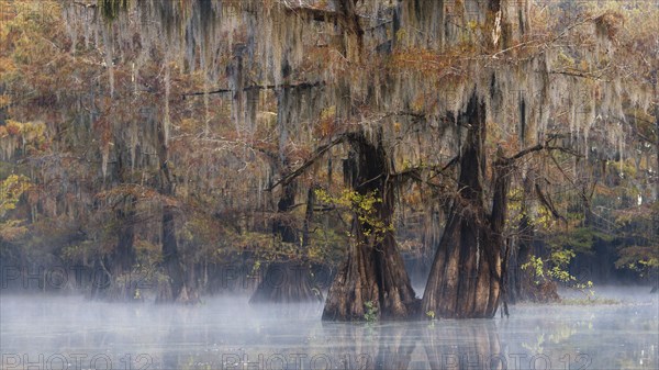 Bald cypresses