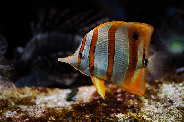 Copperband butterflyfish