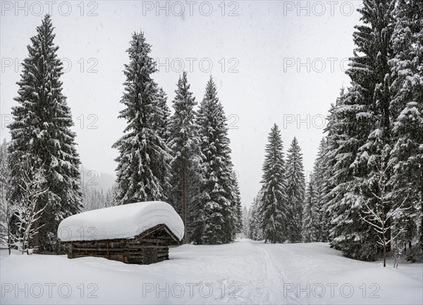 Tief verschneite kleine Huette in Fichtenwald