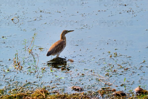 Indian pond heron