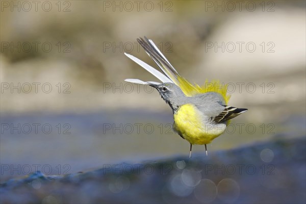 Grey Wagtail