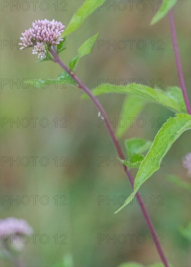 Hemp agrimony