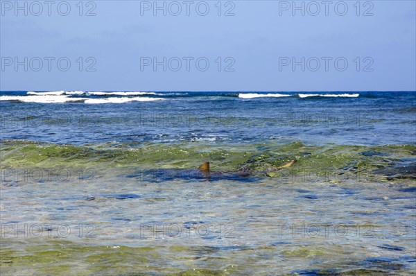 Shark swimming with visible dorsal fin in shallow knee-deep water directly in front of shore on coast