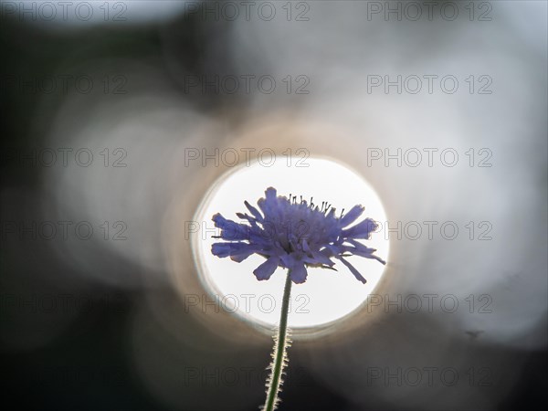 Field scabious