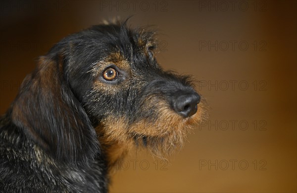 Rough-haired dachshund