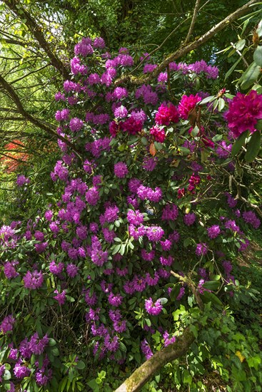 Flowering rhododendrons