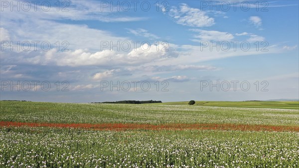 Field with Waldviertel grey poppy