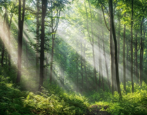 Lichtdurchfluteter naturnaher alter Buchenwald