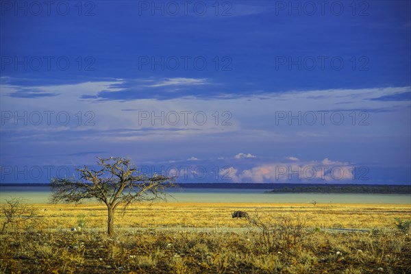 Landscape at the edge of the salt pan in the morning light