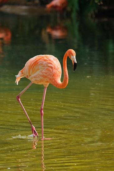 American flamingo