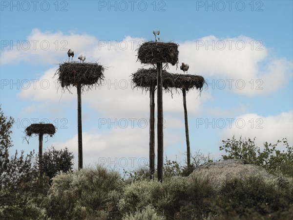 Weissstorch