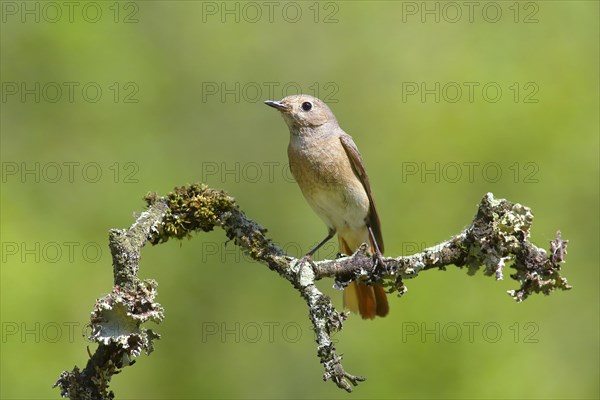 Redstart