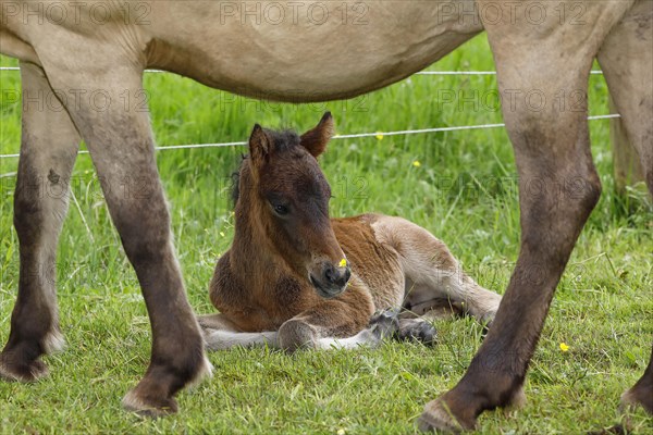 Young Icelandic horse