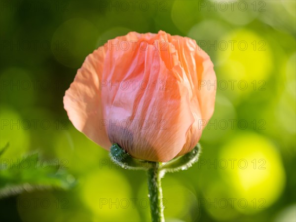 Oriental poppy