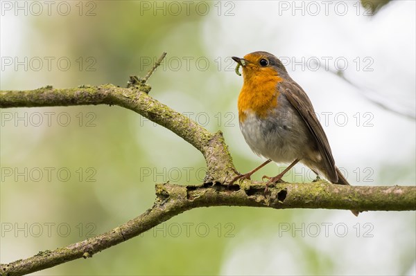 Robin