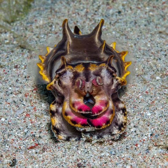 Close-up frontal view of poisonous pepper sepia