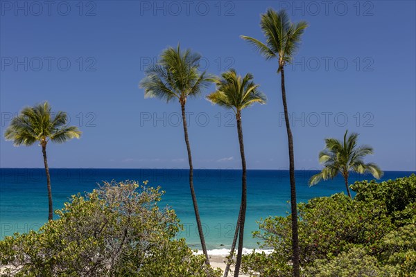 Palm trees in front of turquoise sea