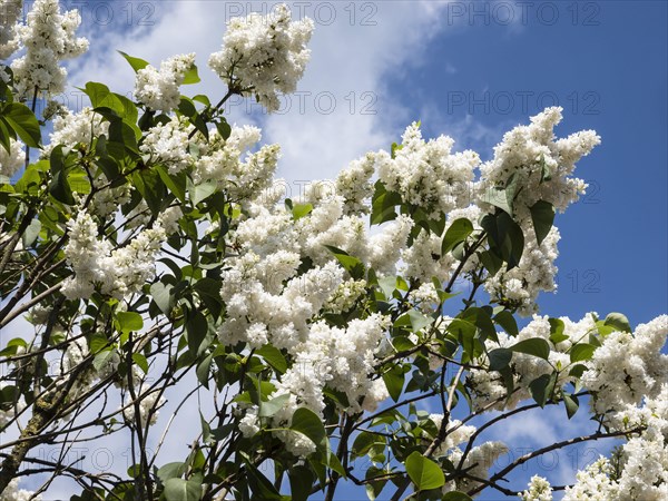 White common lilac