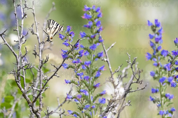 Scarce swallowtail