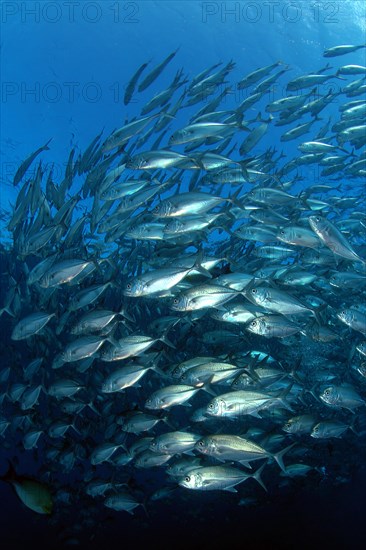 Shoal of bigeye trevallies