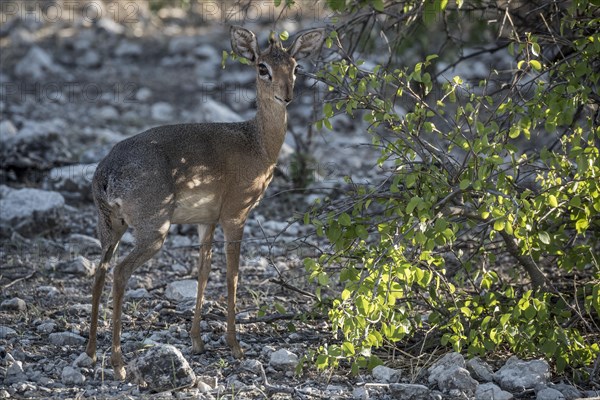 Kirk dikdik or kirk's dik-dik