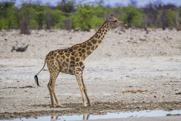 Angolan giraffe