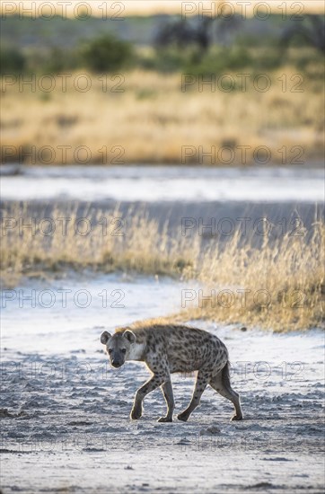 Spotted hyena