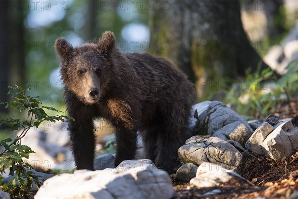 European Brown bear