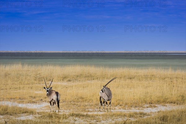 Landscape with gemsbok