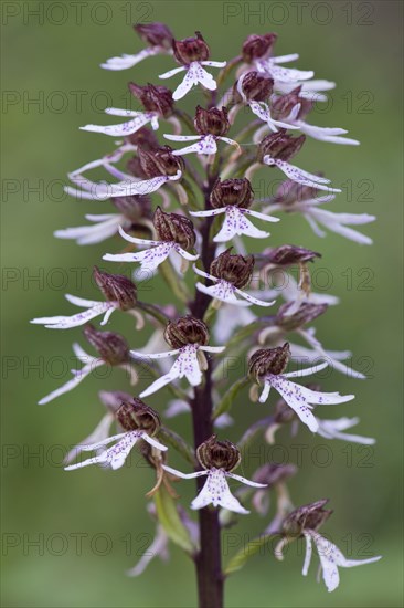 Northern marsh-orchid