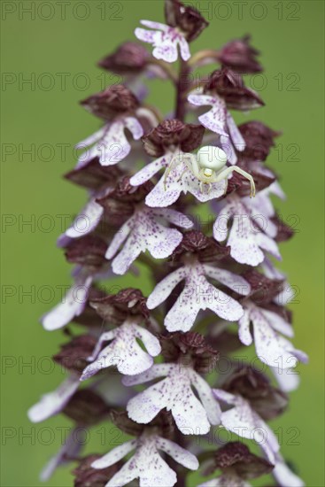 Northern marsh-orchid