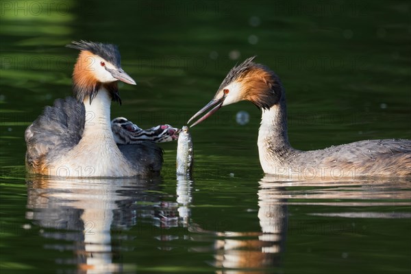 Pair of great crested grebe
