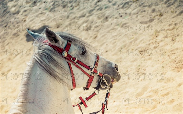 Portrait of a horse head with long mane and partial harness