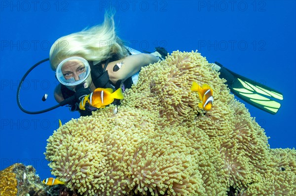 Diver looking at red sea clownfishes