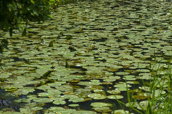 Flowering yellow water-lilies