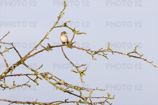 Garden warbler